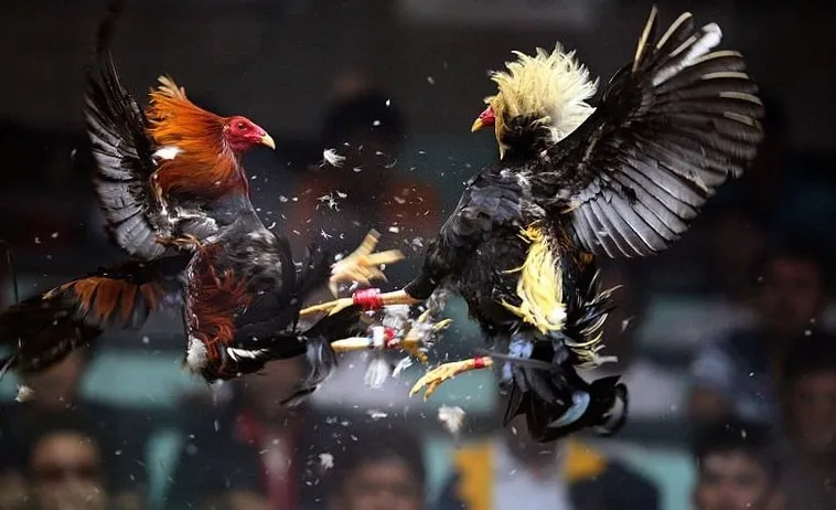 Bí Kíp Săn Thưởng Lớn Khi Tham Gia Cách Chơi Đá Gà Sabong Tại PQ88 1 Bí Kíp Săn Thưởng Lớn Khi Tham Gia Cách Chơi Đá Gà Sabong Tại PQ88